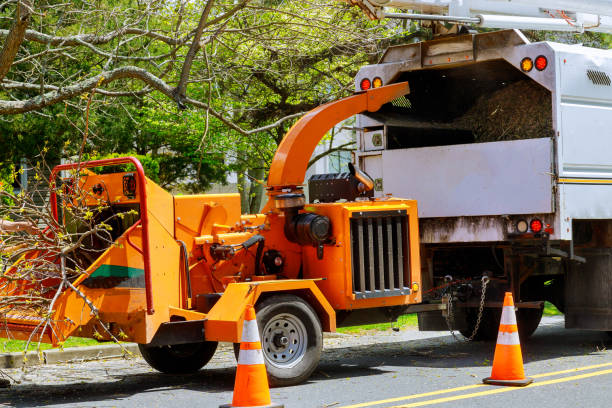 Best Tree Preservation Services  in Mason City, IL