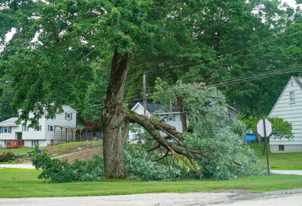 Best Stump Grinding and Removal  in Mason City, IL